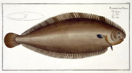 Sogliola di Dover (Solea Solaea) tavola XLV da 